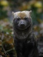 portrait de chien de brousse photo