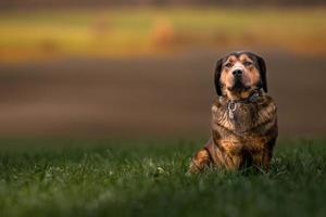 Portrait de teckels alpins photo