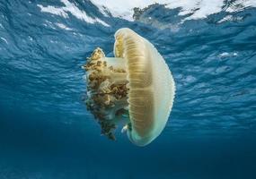 grosse méduse de mer dans la mer bleue photo