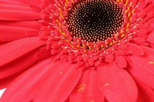 rouge Marguerite fleur sur macro fermer sur blanc Contexte photo