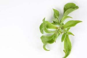 la glace plante légume avidité glacial feuille photo