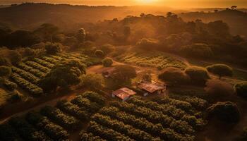 biologique vignoble récoltes Frais fruit dans tranquille paysage généré par ai photo