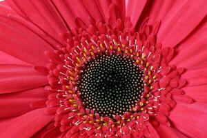 rouge Marguerite fleur sur macro fermer sur blanc Contexte photo