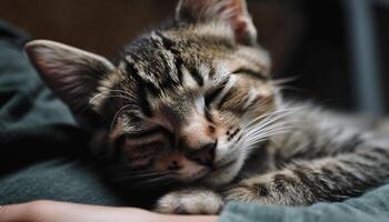 duveteux chaton mensonge bas, en train de dormir sur oreiller généré par ai photo