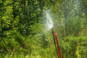 le arroseur dans le jardin est arrosage le pelouse. botanique jardin. photo