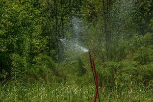 le arroseur dans le jardin est arrosage le pelouse. botanique jardin. photo