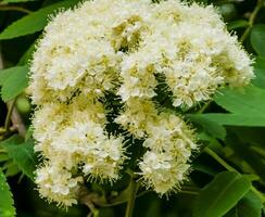 vert branche de épanouissement sorbier des oiseleurs avec blanc fleurs fermer. sorbus aucuparia photo