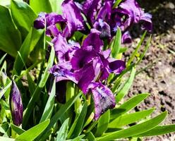 pygmée iris ou nain iris pumila hybrida caerulea épanouissement avec Célibataire violet fleurit. iris pumila. sauvage fleurs sur le parterre de fleurs dans printemps. photo
