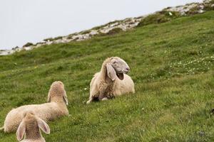 moutons dans les dolomites