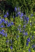 bleu fleurs véronique chamaedrys proche en haut sur une Prairie dans ensoleillé temps photo