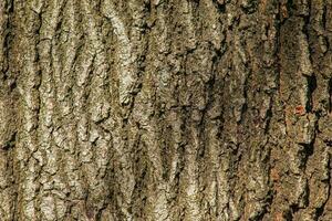gros plan d'écorce de chêne. la texture du tronc du chêne quercus petraea ou du chêne géorgien. fond de bois vivant. peau de la nature forestière. photo