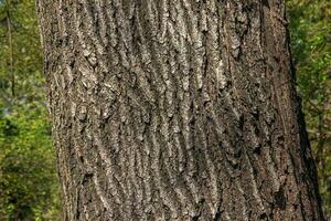 gros plan d'écorce de chêne. la texture du tronc du chêne quercus petraea ou du chêne géorgien. fond de bois vivant. peau de la nature forestière. photo