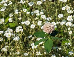 trifolium pratique, rouge trèfle. collecte de valeur fleurs fn le Prairie dans le été. médicinal et mellifère usine, fourrage et dans populaire médicament médicalement sculpté sauvage herbes. photo