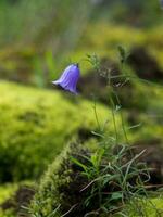 été temps près ennuyé dans westphalie photo