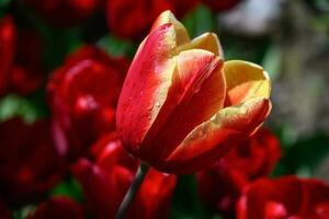 fleurs dans le jardin photo