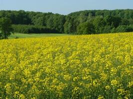 le printemps en westphalie photo