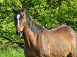 le printemps en westphalie photo