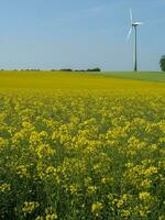 le printemps en westphalie photo