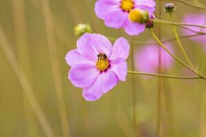 mon chéri abeille sur rose cosmos fleur photo