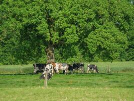 le printemps en westphalie photo