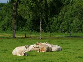 le printemps en westphalie photo