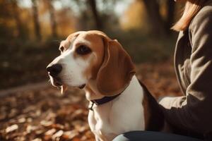 magnifique beagle chien dans le l'automne parc. beagle chien avec propriétaire. ai généré photo