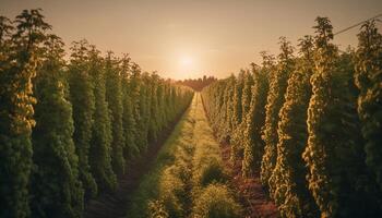 Soleil embrassé vignoble croissance, mûr les raisins pour vinification industrie récolte généré par ai photo