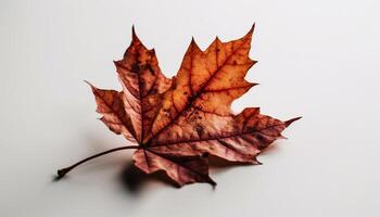 vibrant l'automne érable feuille, sur blanc génératif ai photo