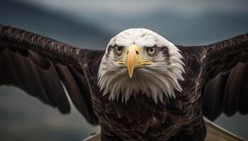 majestueux chauve Aigle regarder avec confiance, liberté généré par ai photo