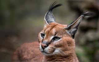 portrait de caracal photo