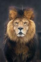 portrait de lion