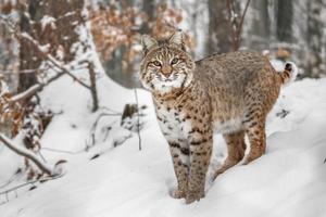 Portrait de lynx rufus photo