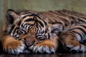 petit tigre de Sumatra photo