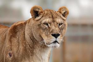 portrait de lion photo