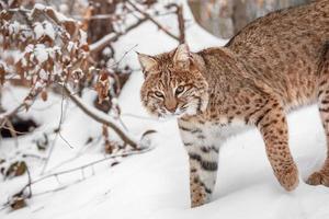 Portrait de lynx rufus photo