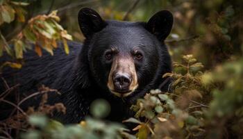 de race noir canin en marchant sur humide herbe, à la recherche à caméra généré par ai photo