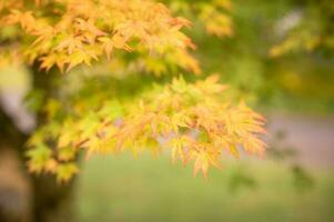 abstrait Contexte de l'automne feuilles l'automne arrière-plan, magnifique tomber paysage sur l'automne Jaune rouge et marron dans tomber mois photo