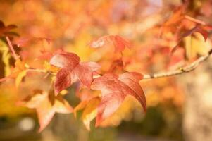abstrait Contexte de l'automne feuilles l'automne arrière-plan, magnifique tomber paysage sur l'automne Jaune rouge et marron dans tomber mois photo