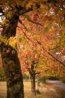 abstrait Contexte de l'automne feuilles l'automne arrière-plan, magnifique tomber paysage sur l'automne Jaune rouge et marron dans tomber mois photo