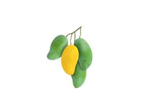 l'un des mangues mûres jaunes est au milieu d'une grappe de mangues crues