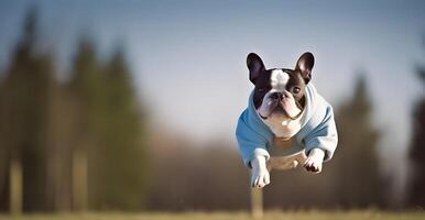 fonctionnement et sauter bouledogue avec bleu Couleur chiffon. ai généré photo