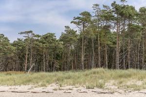 Forêt de pins sur la côte baltique allemande avec des dunes et du sable photo