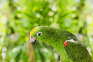 vert Couleur ara ara perroquet dans la nature Contexte. photo