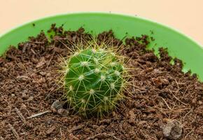 vert cactus dans une pot avec sol sur une pêche Contexte. Jaune longue aiguilles sur cactus. macrophotographie. photo dans haute qualité.