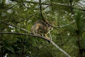 défocalisé abstrait Contexte de une chat escalade sur une pin arbre photo