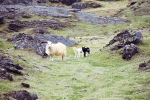 brebis islandaise avec agneaux