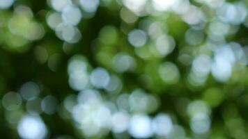 bokeh agréable feuillage la nature vert arbre, brillant Matin ensoleillement pétillant et éclatement par floue été vert feuillage de épanouissement Contexte photo