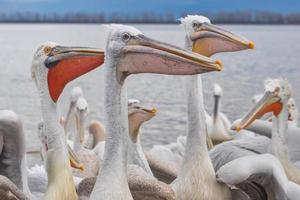 Pélican dalmate dans le lac Kerkini dans le nord de la Grèce photo