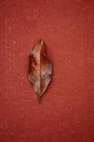 feuille d'arbre brun en saison d'automne photo
