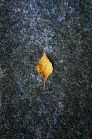 feuille d'arbre jaune en saison d'automne photo